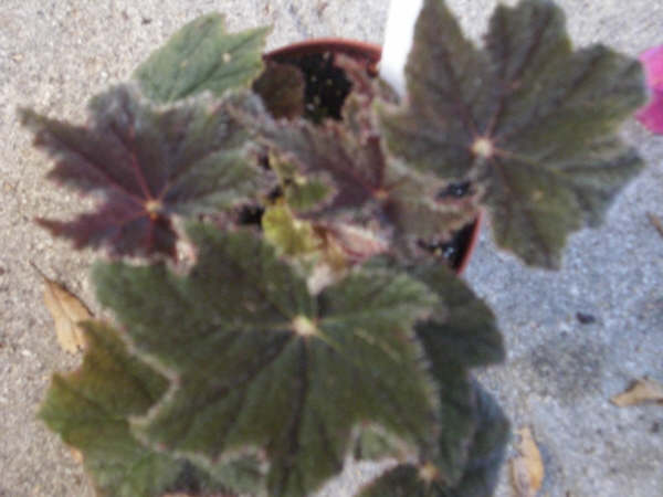 B. ‘Mem Donna Bailey’
